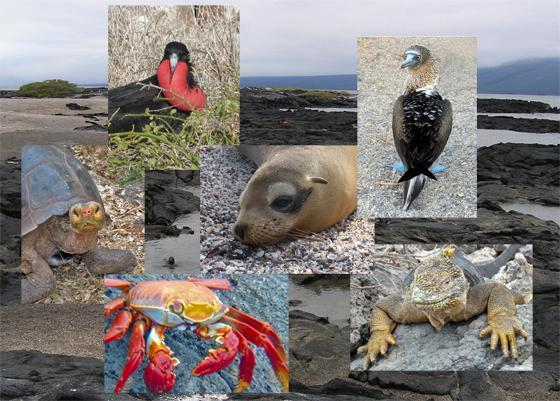 Galapagos Islands HC8A DX News CQ WW DX SSB Contest 2009